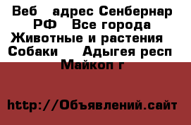 Веб – адрес Сенбернар.РФ - Все города Животные и растения » Собаки   . Адыгея респ.,Майкоп г.